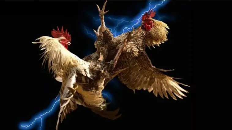 Khám Phá Thế Giới Đá Gà S666 Đỉnh Cao Cho Kê Thủ Chuyên Nghiệp