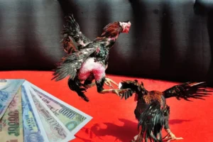 Bật Mí Cách Chơi Đá Gà Sabong Tại S666 Thắng Lớn